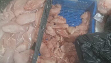 تموين كفر الشيخ .. ضبط كمية من اللحوم والدجاج المجمد بدون بيانات وتحرير أعداد كبيرة من المحاضر المتنوعة 3 IMG 20260108 WA0040