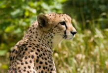 فيل ضخم يقف بغضب أمام فهد شيتا يحمل أرنبًا صغيرًا في فمه داخل غابة السافانا المليئة بالأشجار والعشب