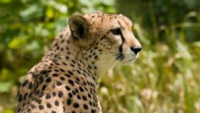 الفيل الضخم والفهد شيتا 3 فيل ضخم يقف بغضب أمام فهد شيتا يحمل أرنبًا صغيرًا في فمه داخل غابة السافانا المليئة بالأشجار والعشب