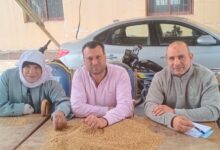 تموين بكفر الشيخ .. استلام الاقماح المحلية من خلال 25 موقع