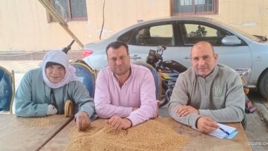 تموين بكفر الشيخ .. استلام الاقماح المحلية من خلال 25 موقع