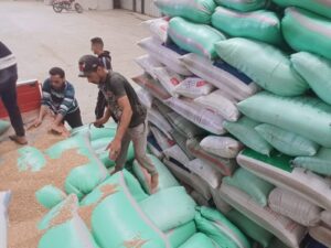 توريد 8243 طن و545 كجم من القمح لصوامع وشون كفر الشيخ