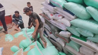 توريد 8243 طن و545 كجم من القمح لصوامع وشون كفر الشيخ